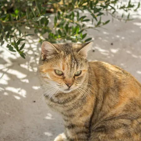 Ada-trulli Puglia Θέρετρο Μαρτίνα Φράνκα