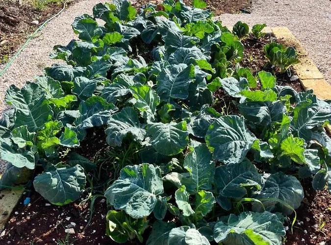 Ada-trulli Puglia 3* מרטינה פרנקה